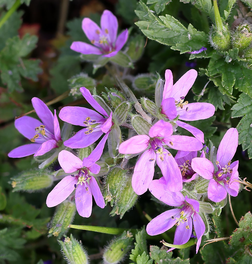 musk storksbill